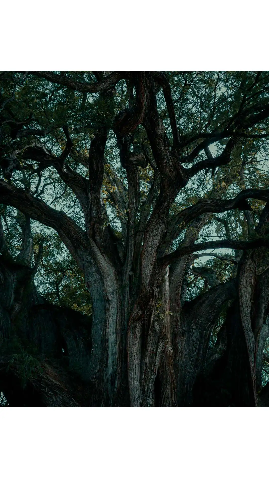 Árbol del Tule en Oaxaca, majestuoso ahuehuete con ramas antiguas y frondosas
