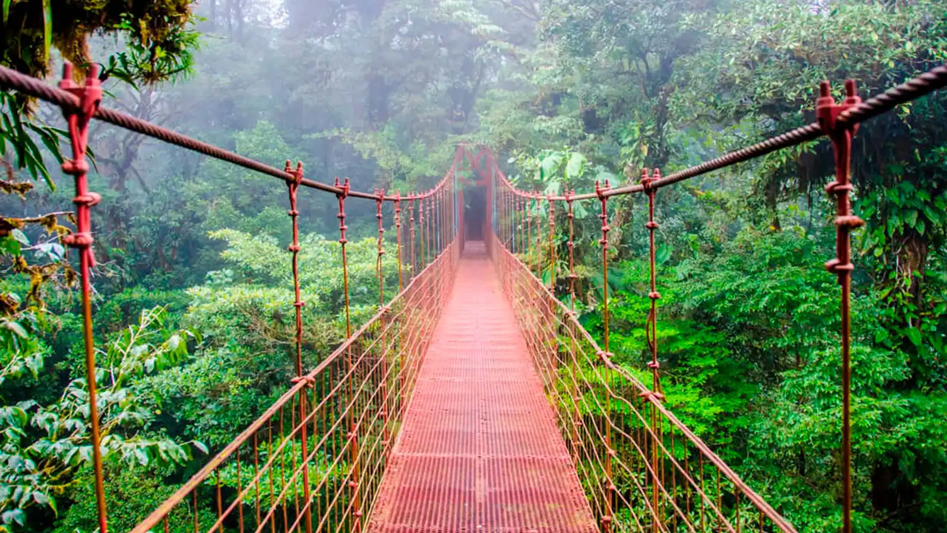 Puente colgante entre la neblina del bosque tropical en Costa Rica rodeado de vegetación exuberante