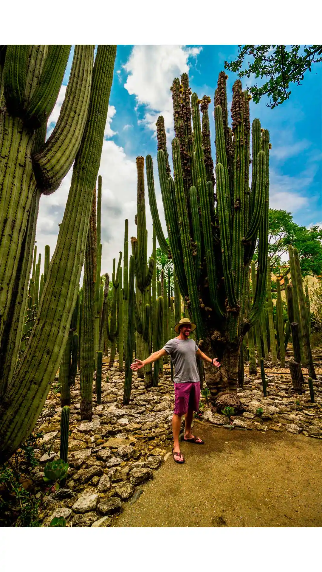 Visitante entre altos cactus del Jardín Etnobotánico de Oaxaca, rodeado de naturaleza y cielo azul